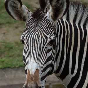 Grévy's zebra