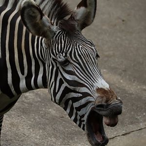 Grévy's zebra