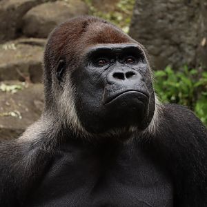 Western lowland gorilla