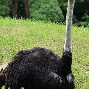 Domestic ostrich