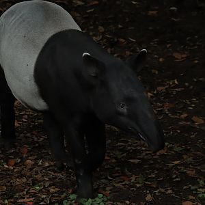 Malayan tapir