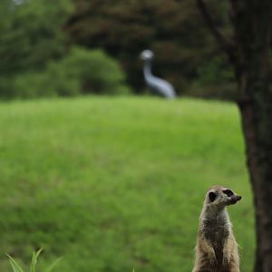 Meerkat