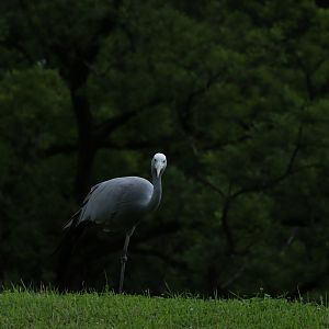 Blue crane