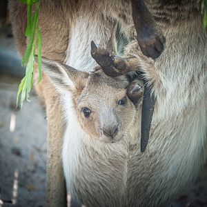 Male Joey of Tory the Western Grey Kangaroo