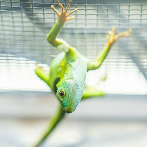 Baby Fiji Banded Iguana