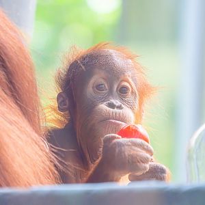 Wali the male baby Sumatran Orangutan