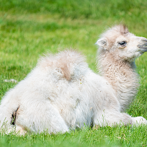 Carrie the female baby Bactrian Camel