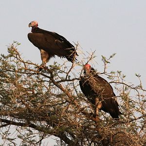Lappet-faced vultures
