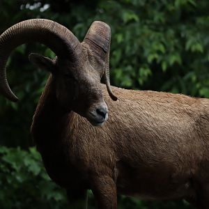 Rocky Mountain Bighorn Sheep (Ovis canadensis canadensis)