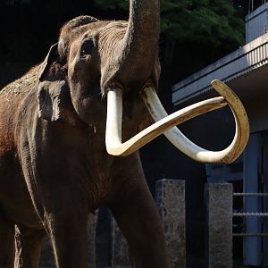 Asian Elephant