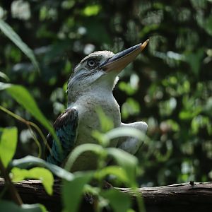 Blue-winged Kookaburra (Dacelo leachii leachii)