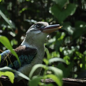 Blue-winged Kookaburra (Dacelo leachii leachii)
