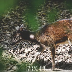 Philippine Spotted Deer