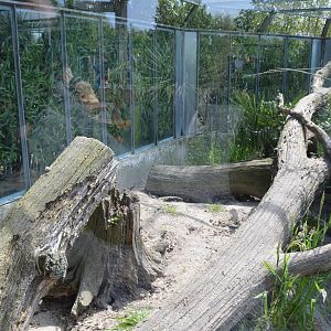 Common Kusimanse enclosure 30/05/2023