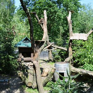 Raccoon enclosure 30/05/2023