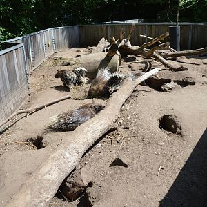 enclosure Indian Crested Porcupine & Yellow Mongoose 30/05/2023