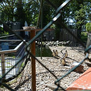 Humboldt Penguin & Inca tern enclosure 30/05/2023