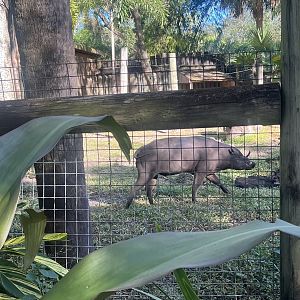 Babirusa