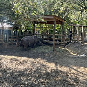 Greater One-horned Rhinoceros Exhibit