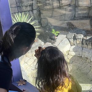 Viewing the Sun Bear
