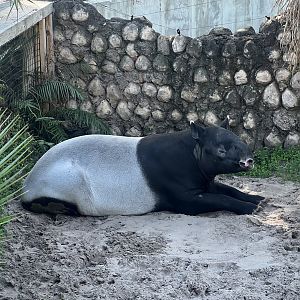 Malayan Tapir