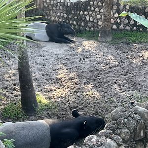 Malayan Tapir Exhibit