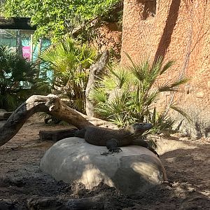 Komodo Dragon