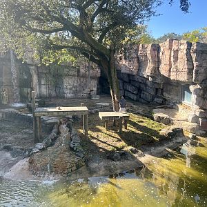 Placing enrichment in the Tiger exhibit
