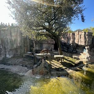 Malayan Tiger Exhibit