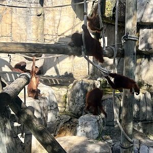 Orangutans