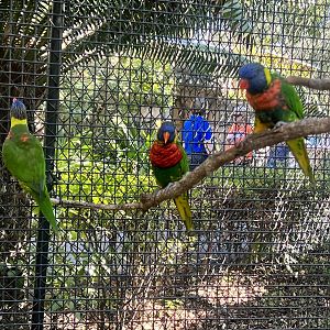 Lorikeets