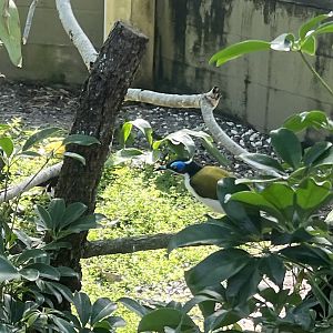 Blue-faced Honeyeater