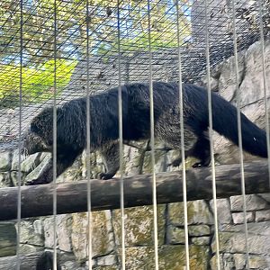 Binturong