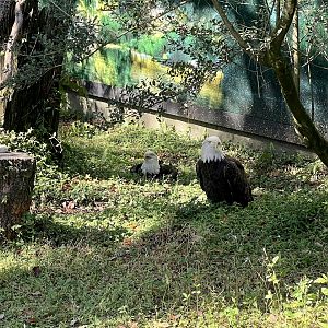 Bald Eagle Exhibit