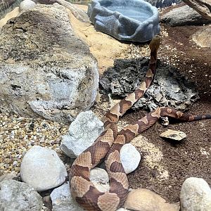 Copperhead