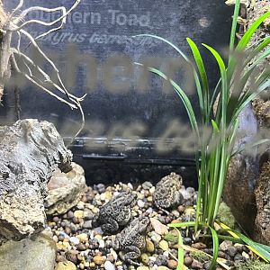 Southern Toad Exhibit