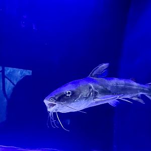 Catfish