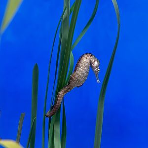 Seahorse