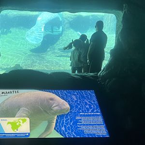 Viewing Manatees
