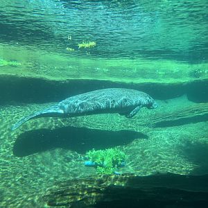 Manatee