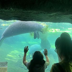 Viewing Manatees