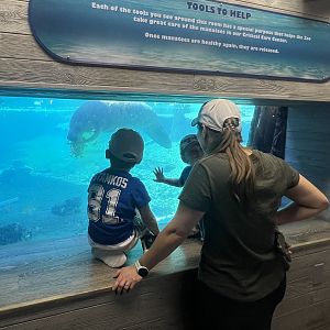 Viewing Manatees