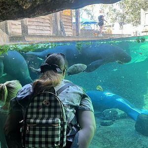 Viewing Manatees