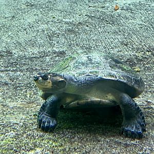Yellow-spotted Amazon River Turtle