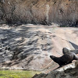 River Otter Exhibit
