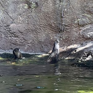 River Otters