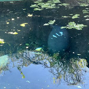 Manatee