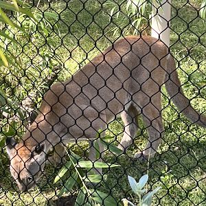 Florida Panther