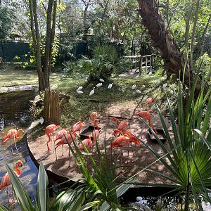 American Flamingos