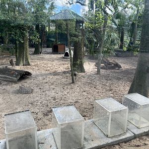 Gopher Tortoise Exhibit